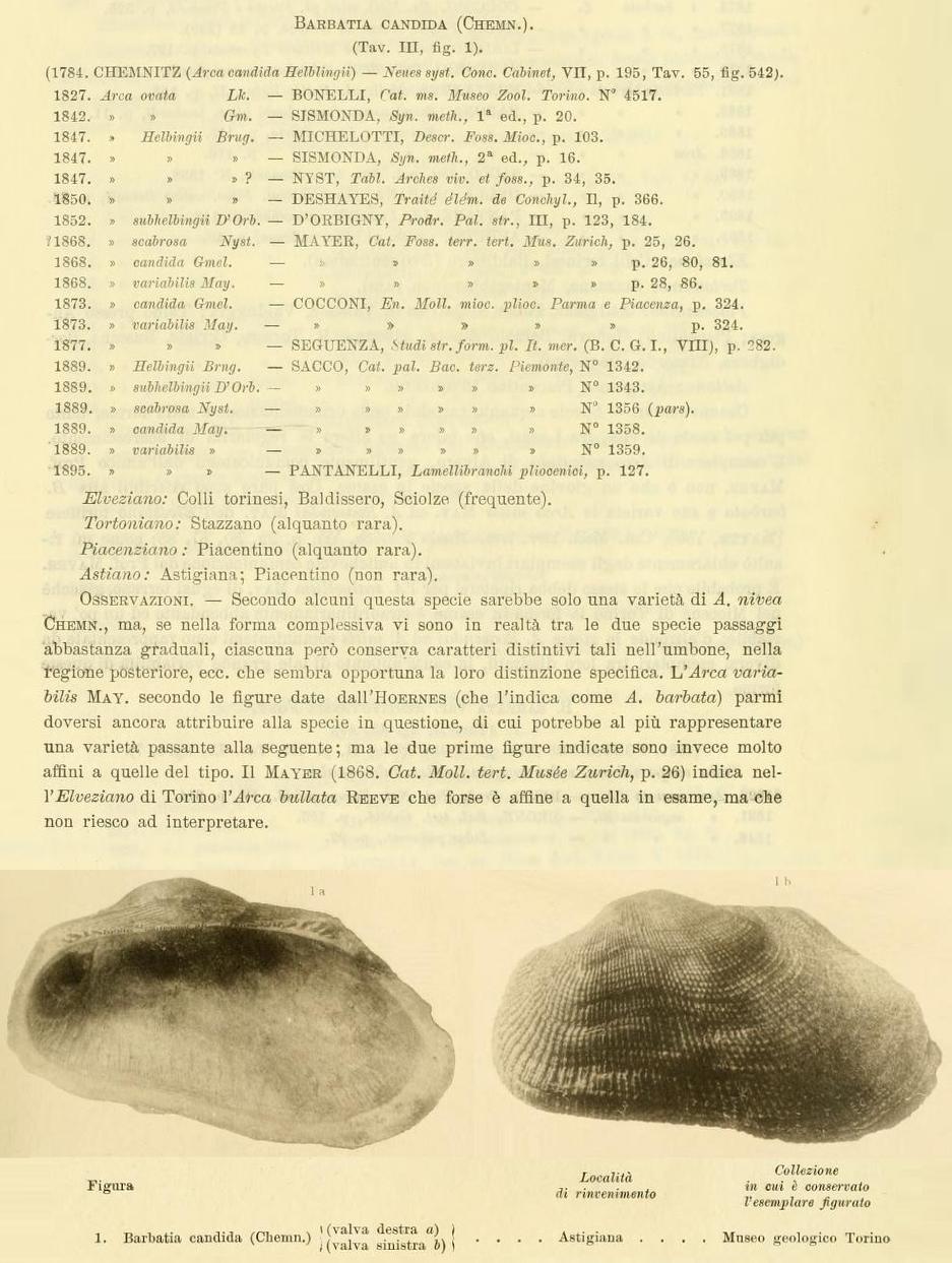 Barbatia cfr. candida (Chemnitz, 1784) sensu Caprotti